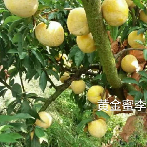 黄金蜜李的种植前景怎么样