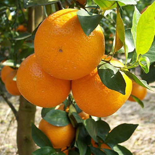 栽种柑橘时你可能会犯的几种错误
