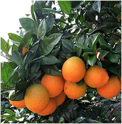 柑橘为什么无花少花，又该怎么预防