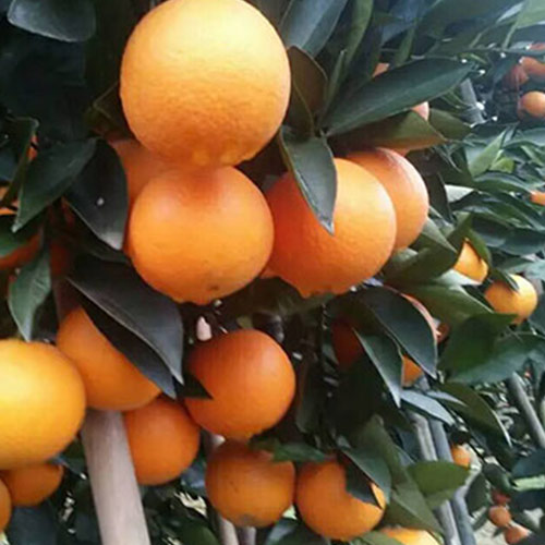 夏天种柑橘怎么预防日灼病