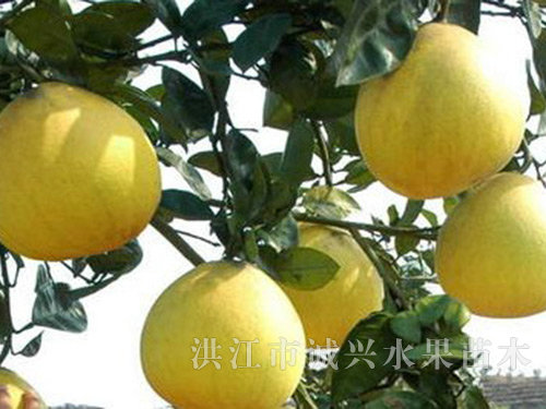 安江农校种苗中心:柚子种植管理技术