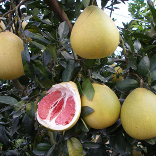 黄金贡柚（春香）橘柚品种特性