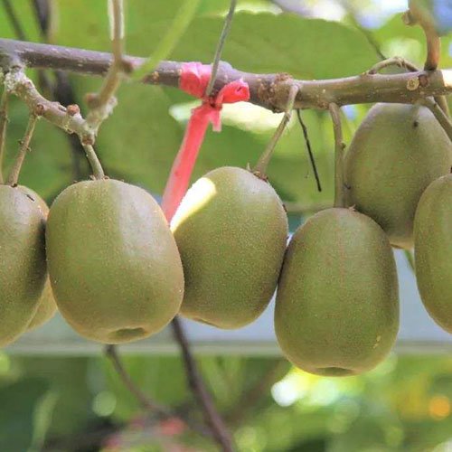 猕猴桃种苗的栽培方法和品种