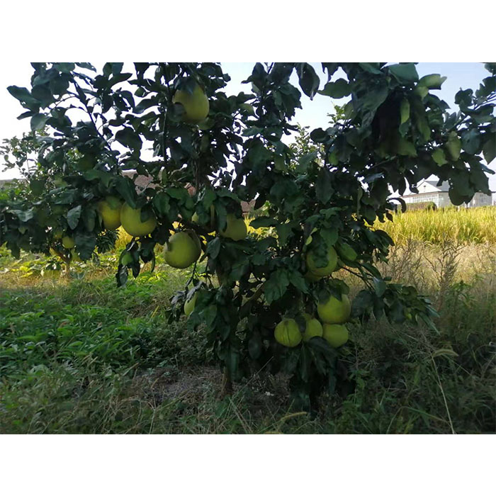 种植柚子树需要满足哪些要求呢？