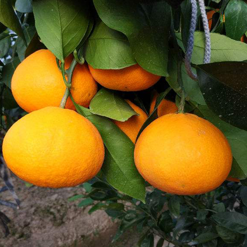 柑橘春季抹芽时间和注意事项