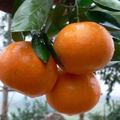 柑橘幼树修剪方法，你知道吗？