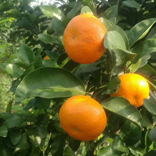 柑橘幼树什么时候摘心？
