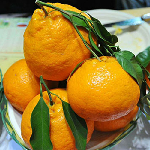 柑橘褐腐病的防治方法